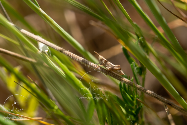 DSC06682-kreani_web