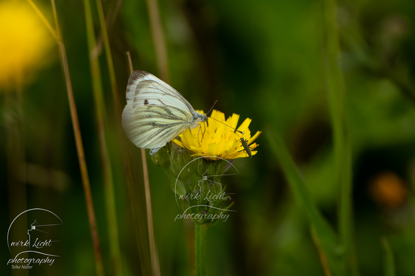 Anflug