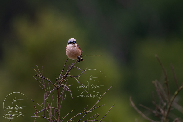 DSC08011-kreani_web