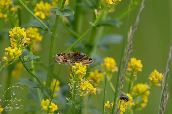 DSC00229-kreani_web