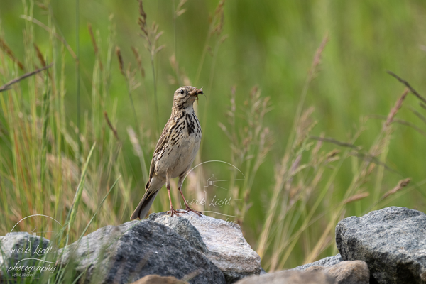 DSC00192-kreani_web