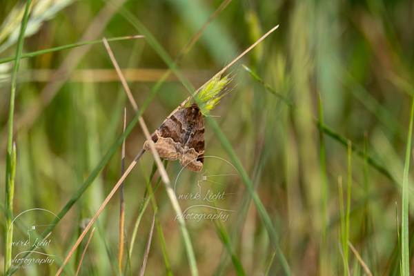 DSC00203-kreani_web