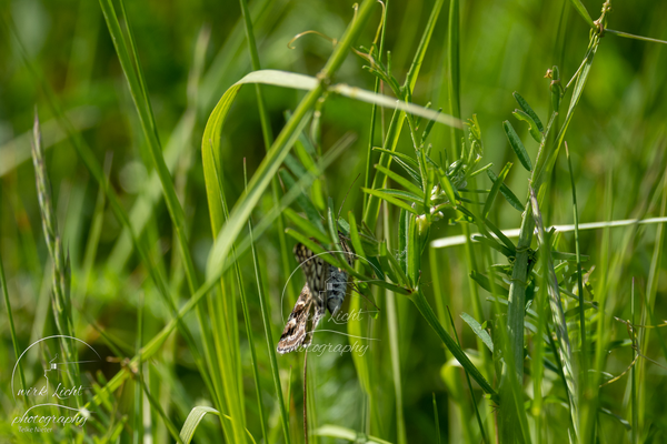 DSC00769-kreani_web