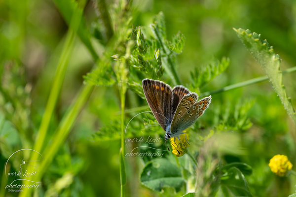 DSC00659-kreani_web