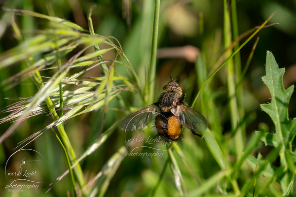 Igelfliege