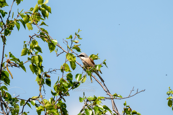DSC01384-kreani_web