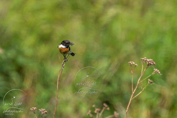 DSC01124-kreani_web