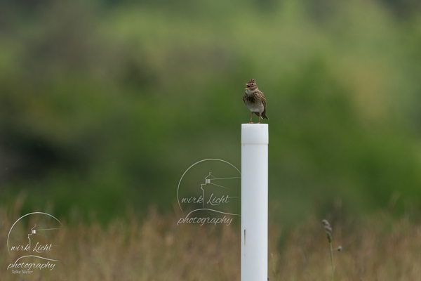 DSC00243-kreani_web