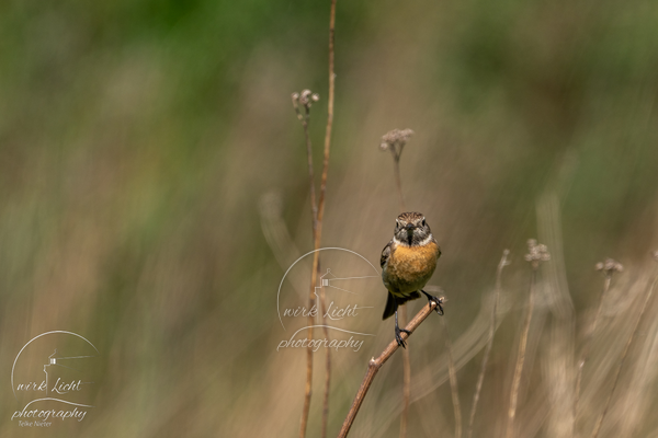 DSC01005-kreani_web