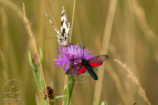 DSC07775-kreani_web