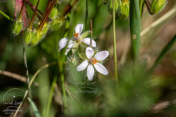 DSC06548-kreani_web