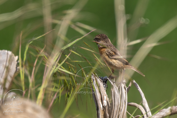 DSC01106-kreani_web