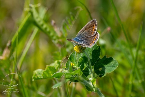 DSC00624-kreani_web