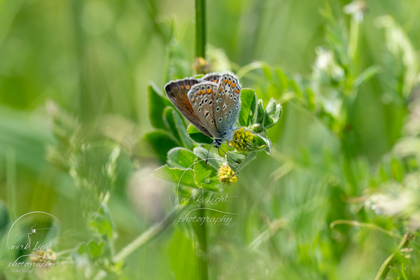 DSC00674-kreani_web