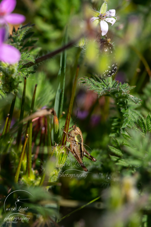 DSC06560-kreani_web