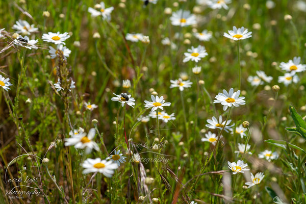 DSC06607-kreani_web