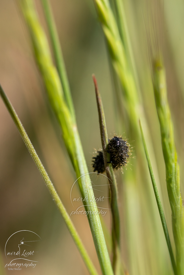 DSC06690-kreani_web