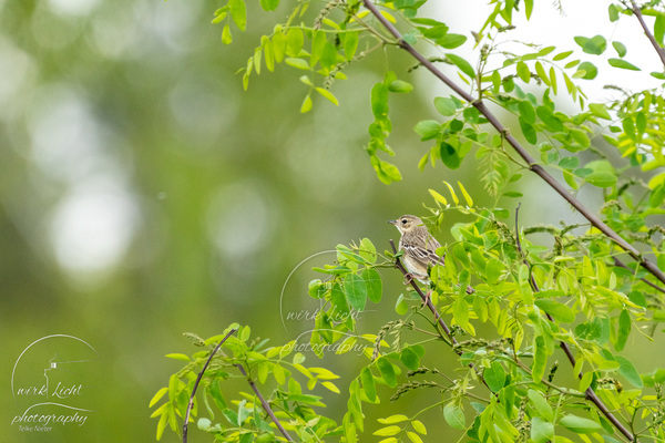 DSC01367-kreani_web