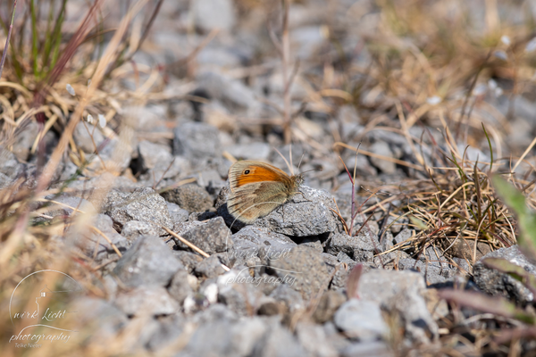 DSC06663-kreani_web