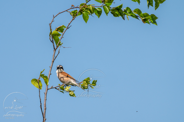 DSC01404-kreani_web