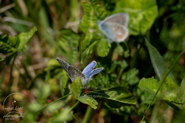 DSC00717-kreani_web