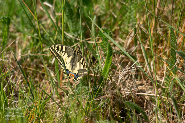 DSC03793-kreani-web