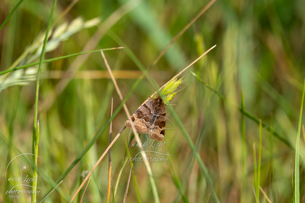 DSC00204-kreani_web