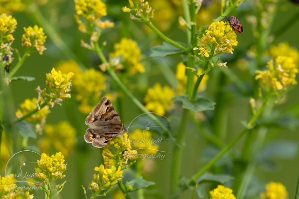 DSC00235-kreani_web