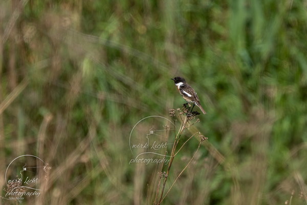DSC00932-kreani_web