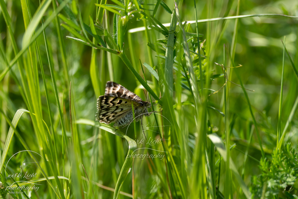 DSC00784-kreani_web