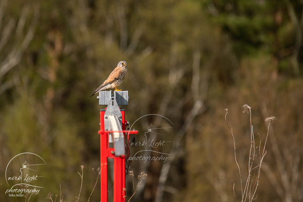 Turmfalke