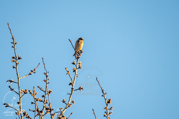 DSC07687-kreani-web