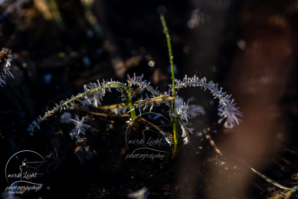 DSC07871-kreani-web