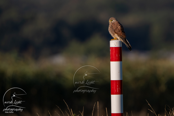 Turmfalke