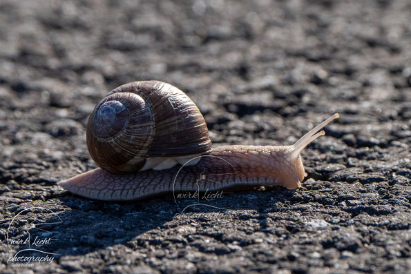 Weinbergschnecke