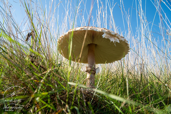 Pilz