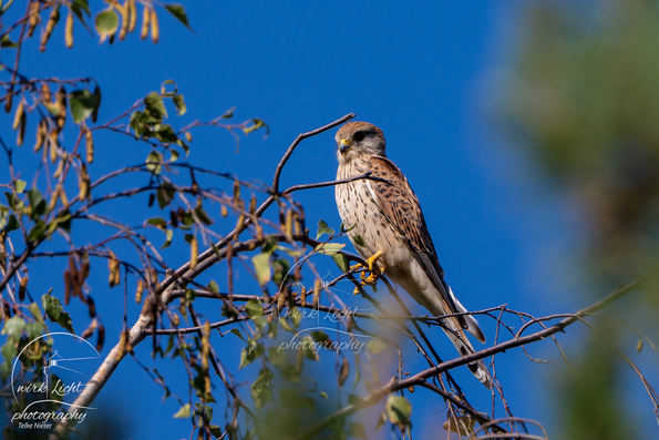 Turmfalke