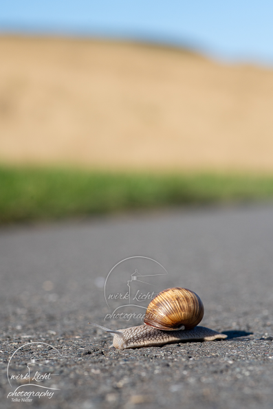 Weinbergschnecke