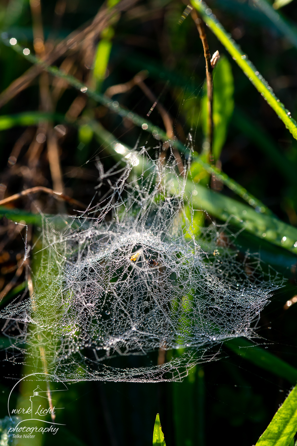DSC01132-kreani-Telke-Nieter_web