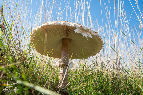 Pilz