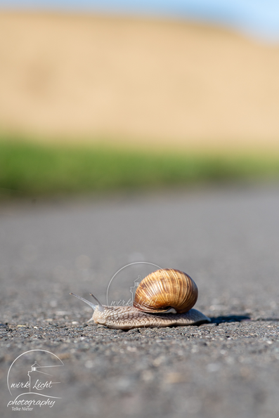 Weinbergschnecke