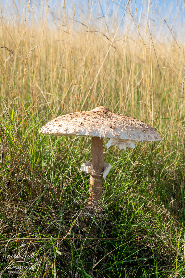 Pilz