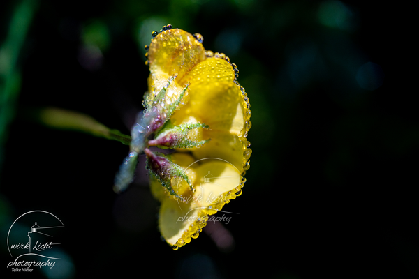 DSC01290-kreani-Telke-Nieter_web