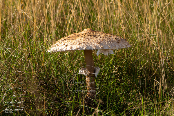 Pilz