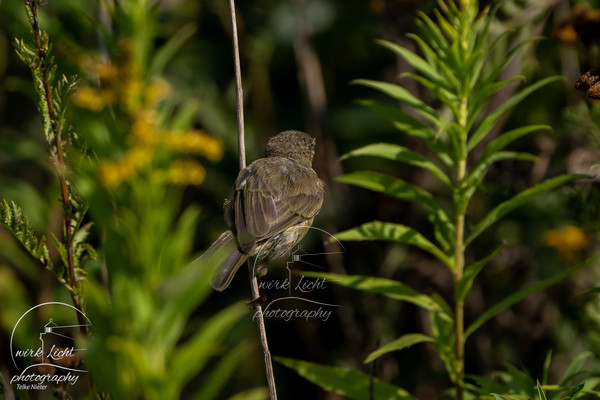 DSC03956-kreani-web