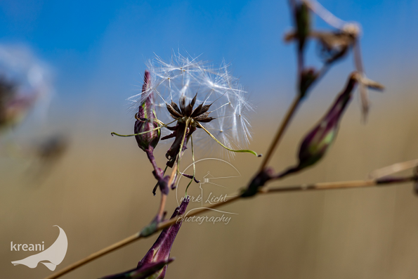 DSC08544-kreani_Telke-Nieter_web