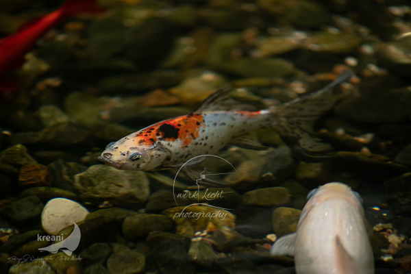 20200123-DSC01041-kreani-Nieter_web