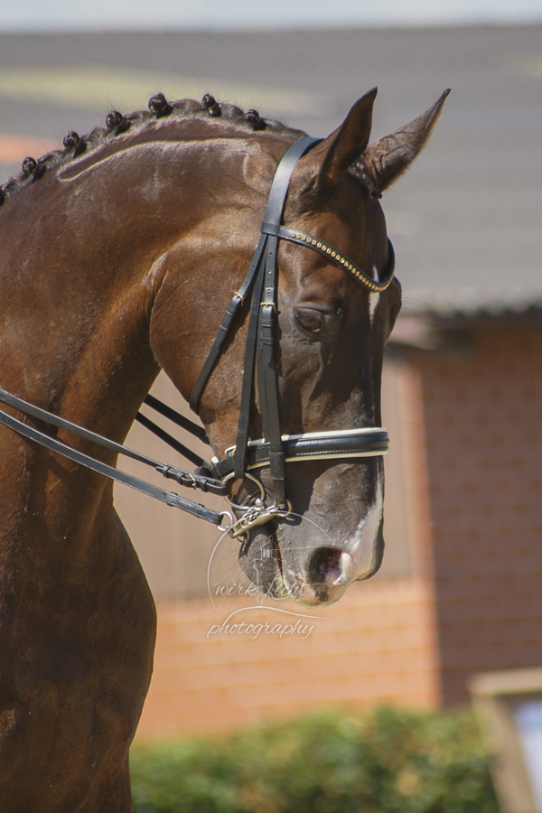 SONY DSC
