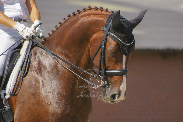 SONY DSC