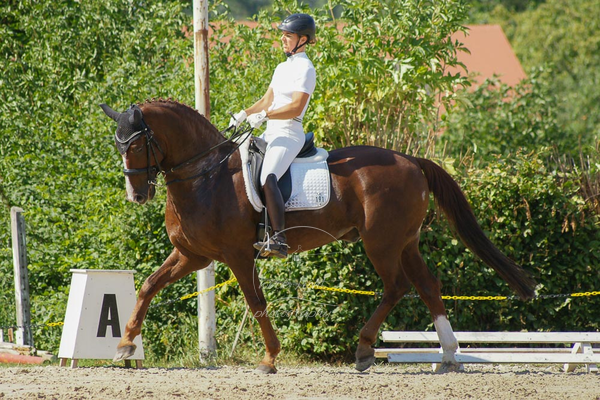 SONY DSC